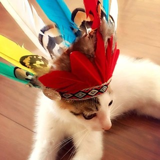Mũ thổ dân cho thú cưng (Có ảnh thật)