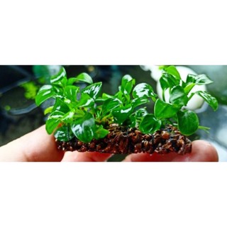 Giá thể 4 ngọn nana petite thái