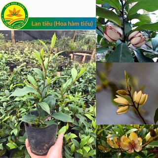 Cây giống Lan tiêu , đặc điểm về cây lan tiêu, kỹ thuật trồng, chăm sóc cây lan tiêu