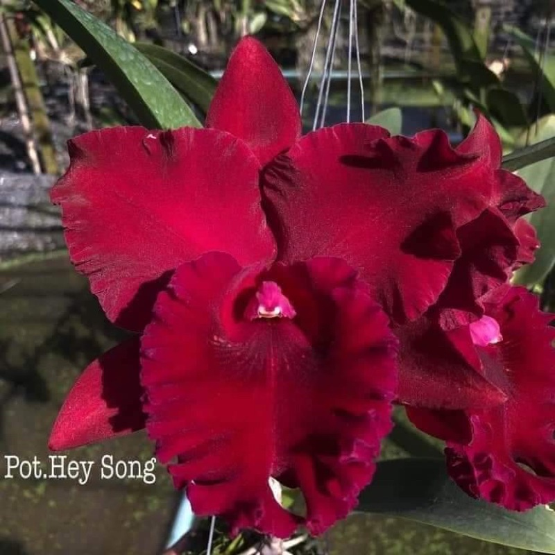 Lan Cattleya giống 5 màu chọn được