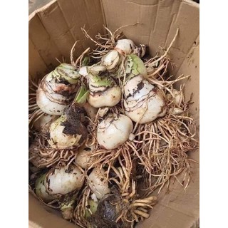 combo 5 CỦ GIỐNG HOA LAN HUỆ NHIỀU MÀU