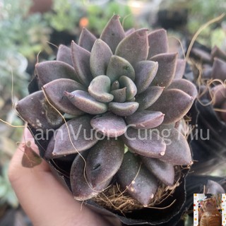 Sen Đá Mặt Trăng 🌖🌖🌖 Size Bầu