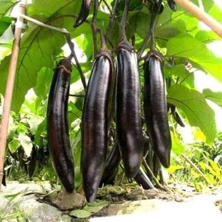 HẠT GIỐNG CÀ TÍM DÀI