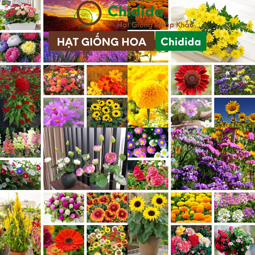 Hạt giống hoa Chidida giống hoa Thái Lan trồng chậu dễ trồng nảy mầm tốt thời gian ra hoa ngắn lâu tàn