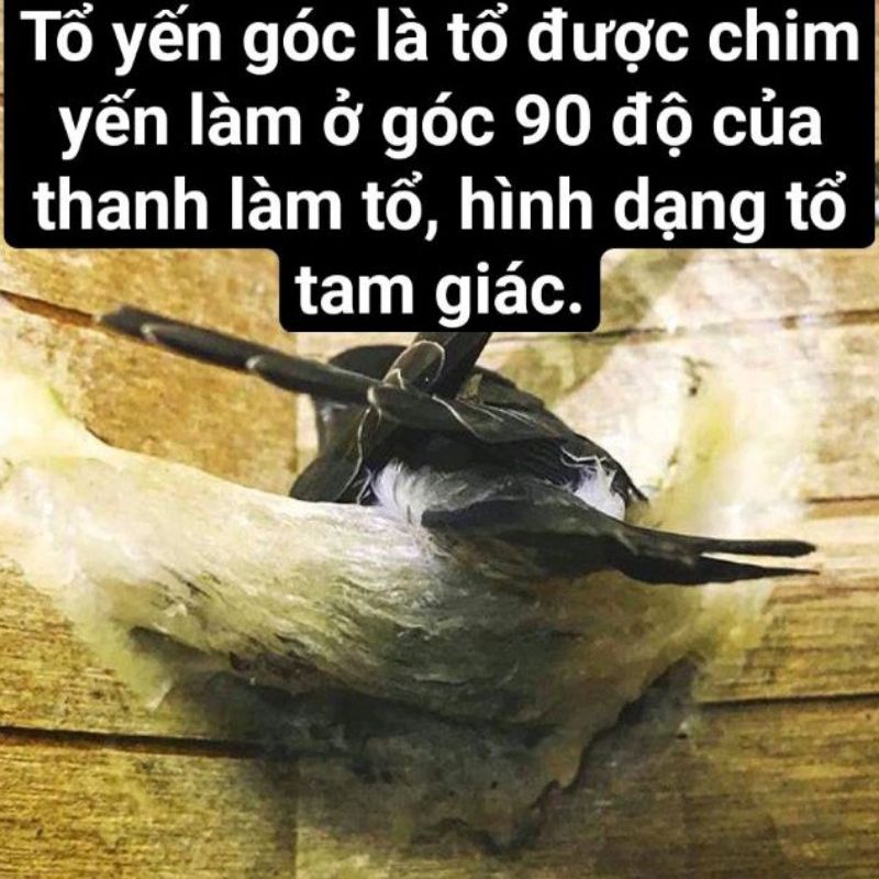 Hộp 50g tổ yến thô góc Nha Trang