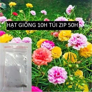 [Deal 1K Freeship] Hạt Giống Hoa Mười Giờ Mỹ Kép Túi Zip Trồng Thử - 50H