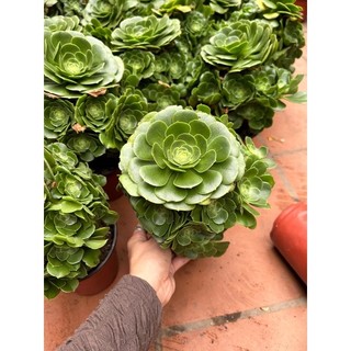 Sen đá aoen xanh nhiều đầu đẹp chỉ 80k