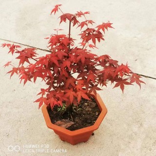 Phong lá đỏ ( hàng VIP))