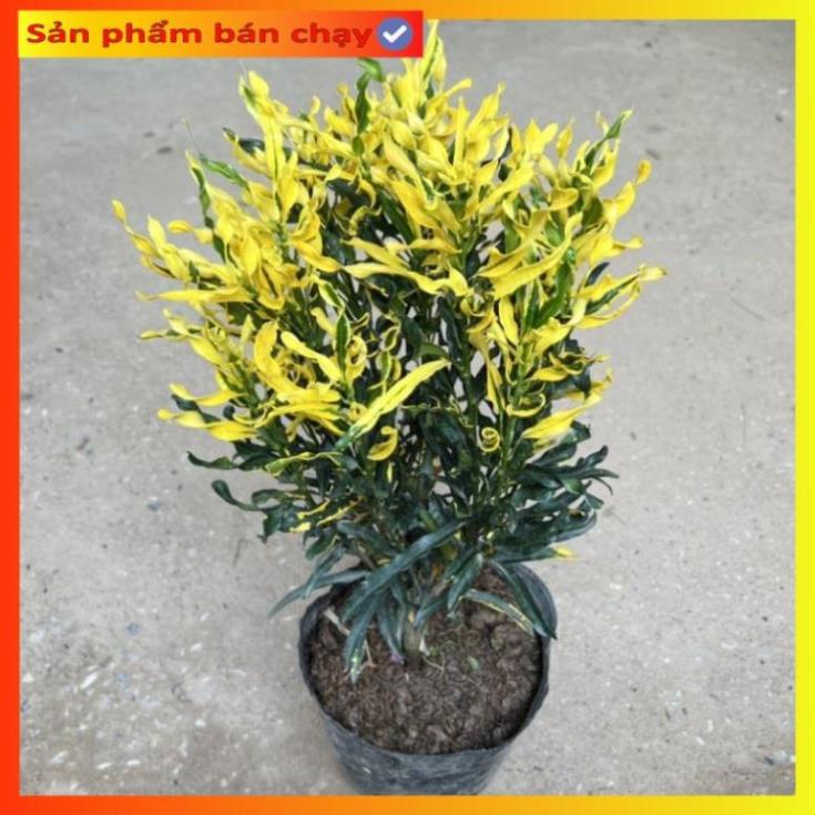 Cây cô tòng lá xoăn, vàng anh ruột gà cao 25cm, trang trí ban công, sân vườn
