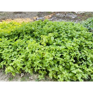 Lá húng chanh 1kg