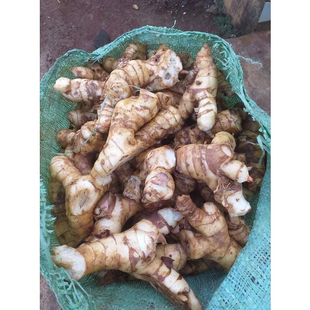Củ giềng ta thơm ngon túi 500g gia vị cổ truyền trong các món ăn NHÀ TRỒNG