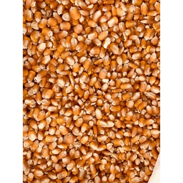 Hạt Bắp- Hạt Ngô. Thức ăn cho Chim/gà/vịt