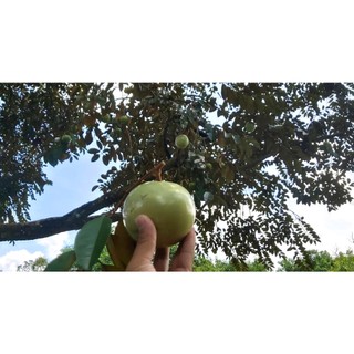 Cây vú sữa lò rèn giống
