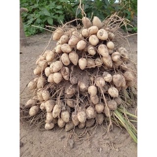 1kg củ lùn giống