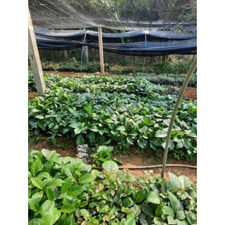 CÂY VẢ MẬT GIỐNG( cây giống cao 40-60cm)