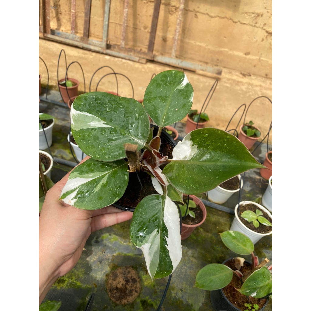 Philodendron White Knight / Kỵ Sĩ Trắng