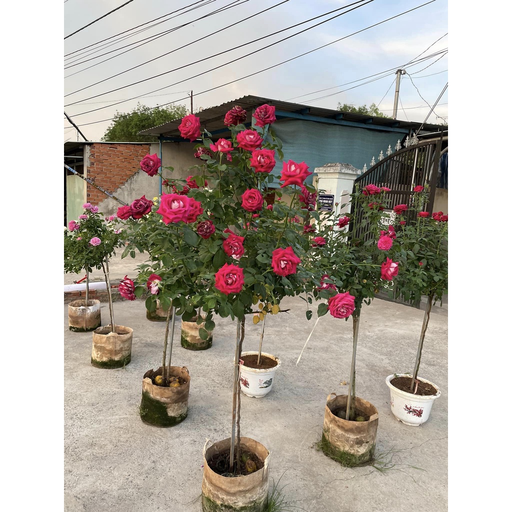 10 GỐC HỒNG THÂM GỖ CÂY TO NHIỀU HOA NHƯ HÌNH (tăng kèm kích phân)