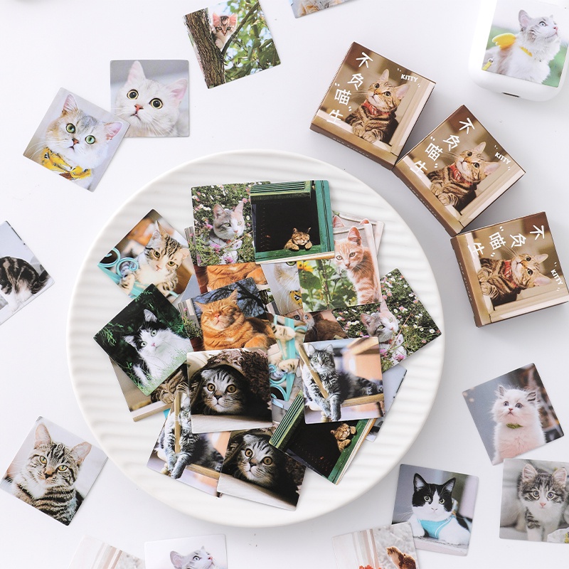 Hộp 46 sticker hình ảnh mèo con đáng yêu M905