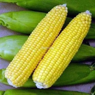 5gram Hạt giống bắp ngọt trồng quanh năm