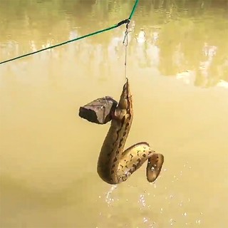 100 lưỡi câu cá chạch chuyên dùng làm câu giăng, câu viền cá chạch, cá chạch lấu