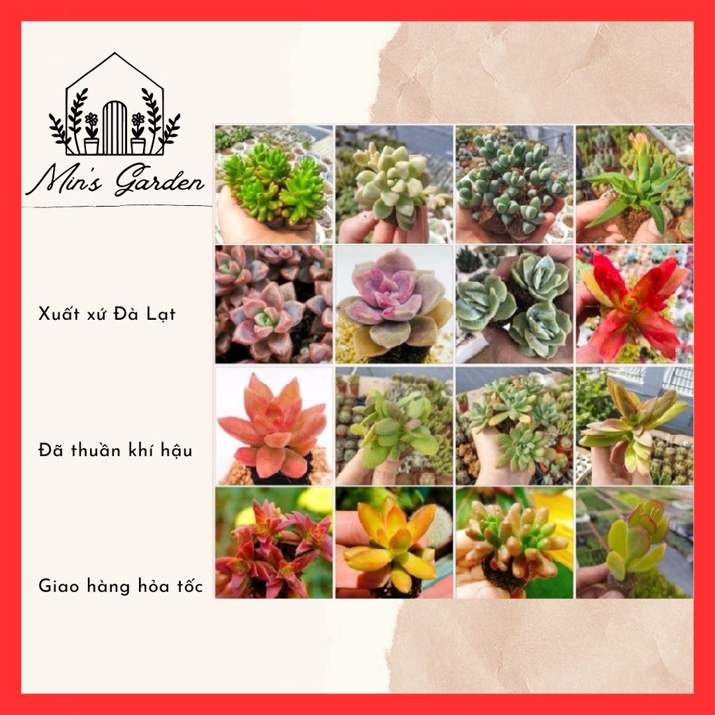 Sen đá vỉ (size mini) 🔥FREE SHIP🔥 Xuất xứ Đà Lạt, đã thuần khí hậu