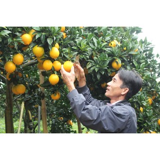 Cây cam vàng Navel giống