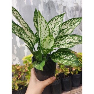 Cây Ngọc ngân - cây phong thuỷ để bàn