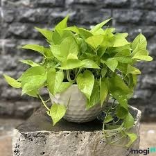 Trầu bà VÀNG MIX CHẬU để bàn