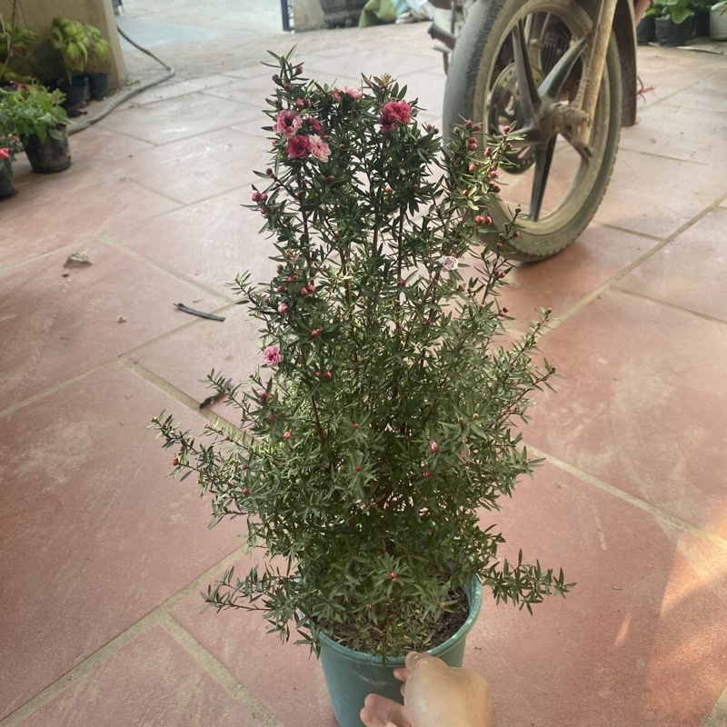 Cây Tùng Tuyết Mai cao 40-45cm thích hợp trang trí văn phòng bàn làm việc (Ảnh Thật)