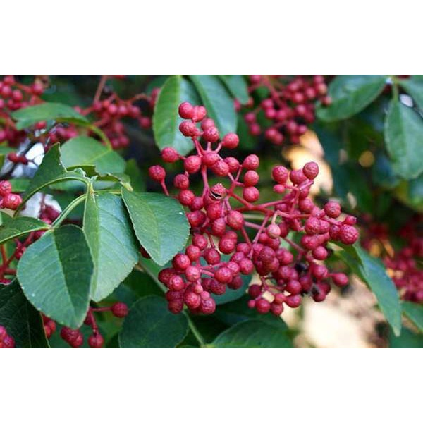 Gói 100g hoa tiêu xanh/ hoa tiêu đỏ