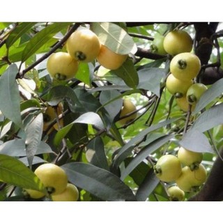 Cây giống mận roi lý