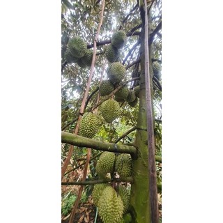 Cây Sầu Riêng Thái Monthong giống