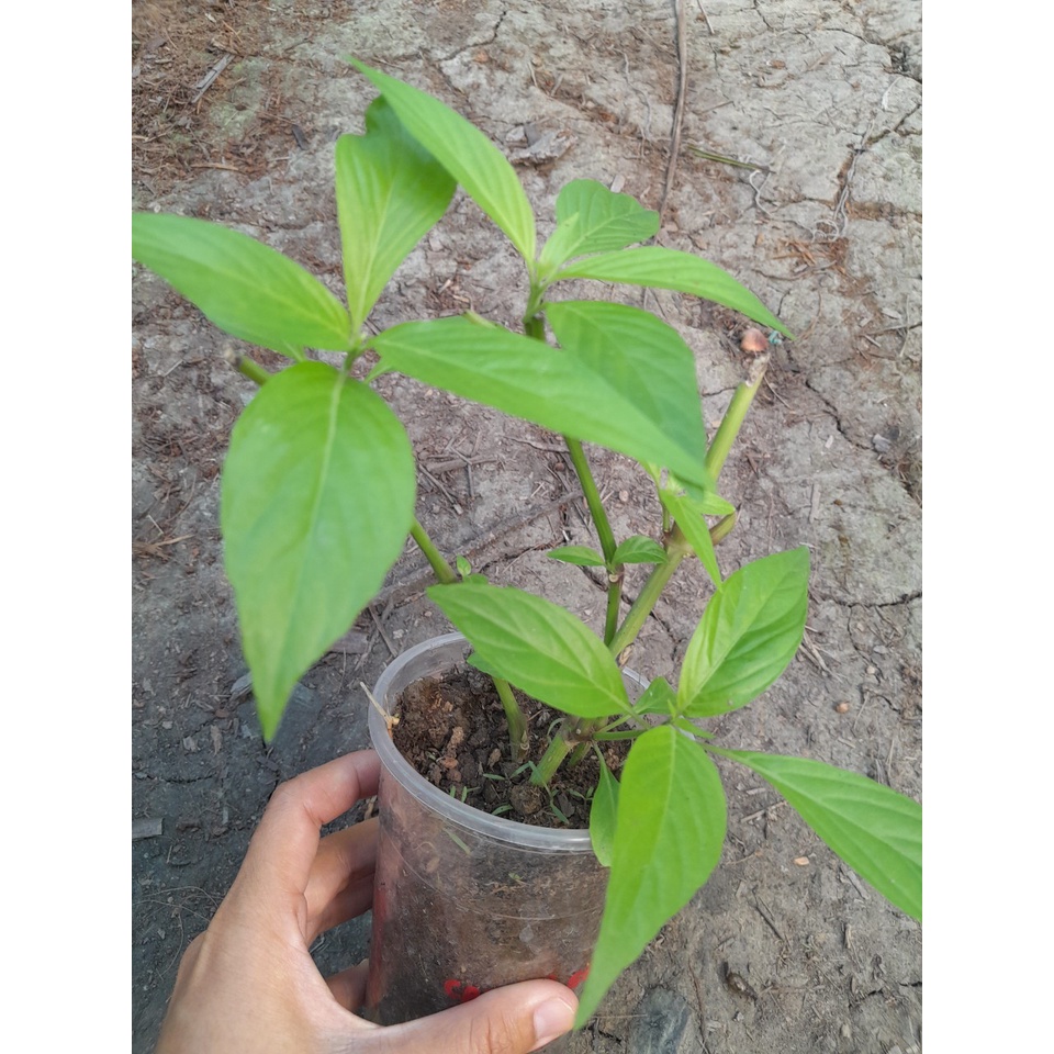 Cây Hoàn Ngọc Trắng giống, cây cao 15-20cm