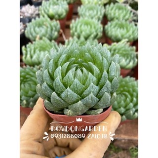 cây hawothia nhiều loại_hàng sẵn🌵