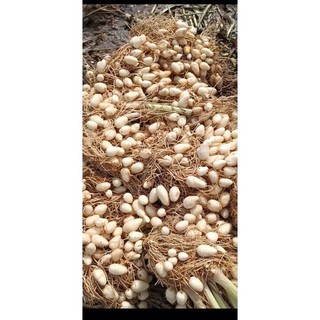 1kg củ lùn giống