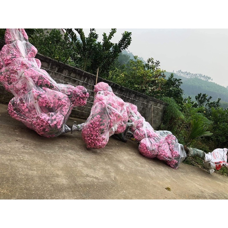 Cây Hoa giả trang trí