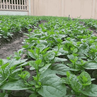 Hạt giống rau mồng tơi xanh