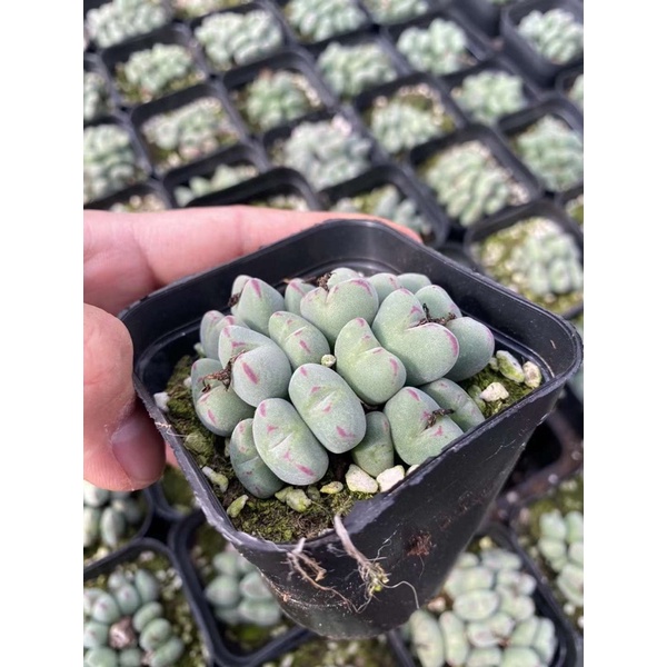 SEN ĐÁ CONOPHYTUM ĐỘC LẠ 80K