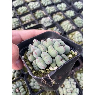 Sen đá conophytum độc lạ 80k