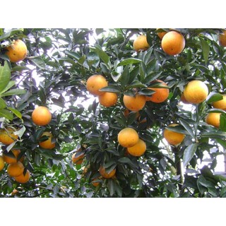 Cây cam vàng Navel giống