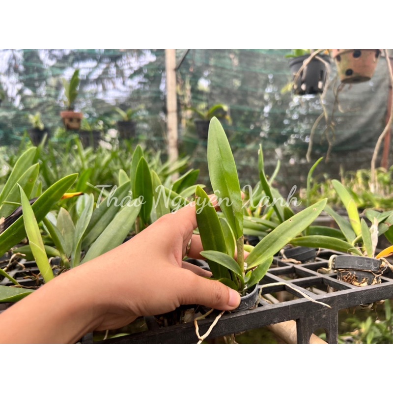 Cattleya Bc. Taiwan Big Lip  TNX-49