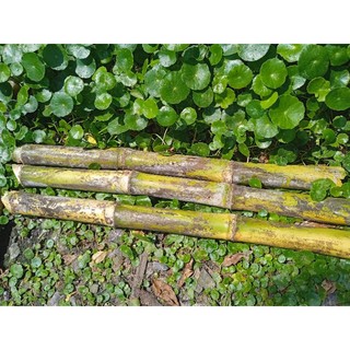 Mía đường hữu cơ 1kg