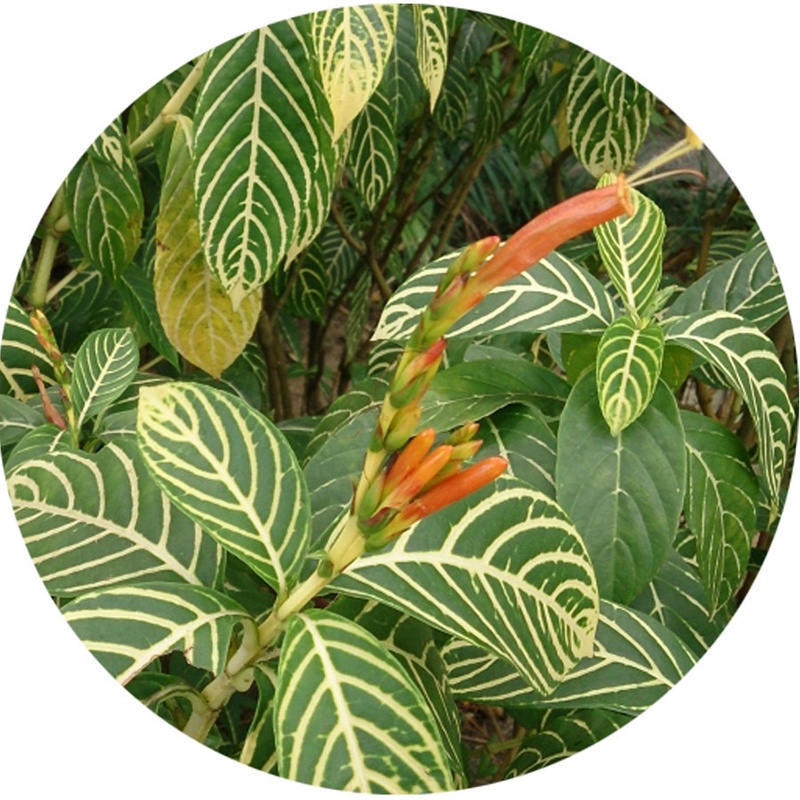 Lá khôi đốm trung hòa nồng độ axit dạ dày, tốt cho sức khỏe Satoso 1kg