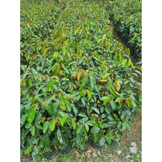 Cây vú sữa lò rèn giống