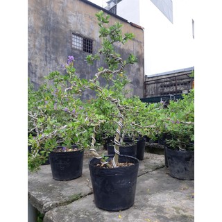 Linh sam bonsai lớn SIÊU BÔNG