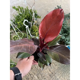 Philodendron prince of orange (Trầu bà công chúa cam)