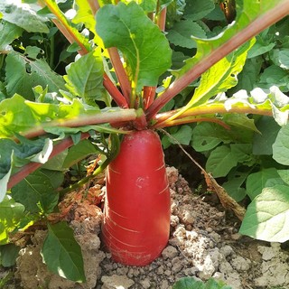 Hạt giống củ cải đỏ dài 100 hạt