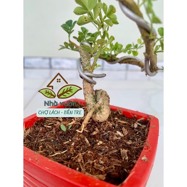 Cây Cần Thăng Bonsai mini, cần thăng uốn rễ (cây giao ngẫu nhiên) + Tặng 1 bịch phân cho cây phát triển nhanh