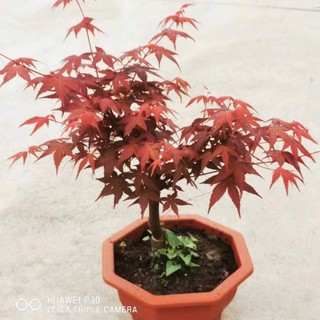 Phong lá đỏ ( hàng VIP))