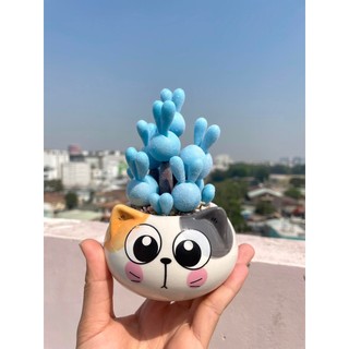 Sen đá tai thỏ xanh dương làm từ đất sét